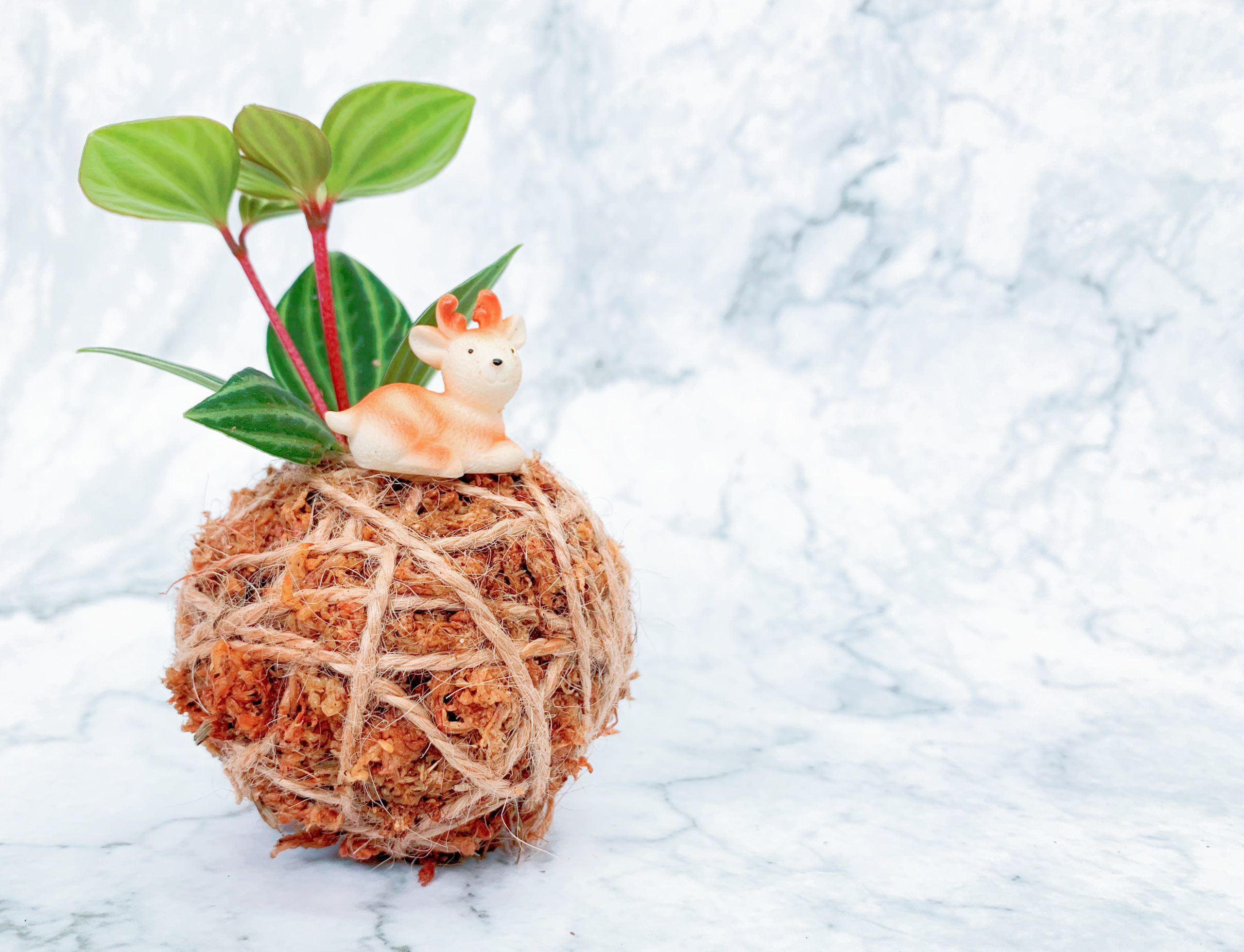 苔玉盆景工作坊