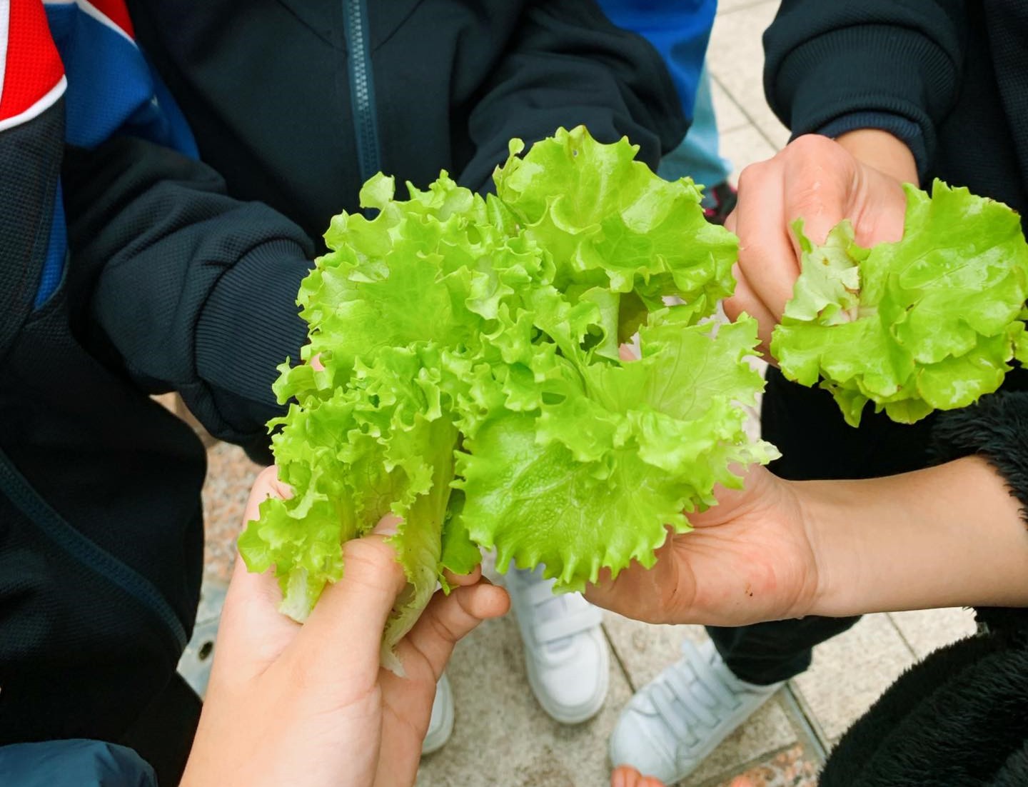 小學生命教育小組
