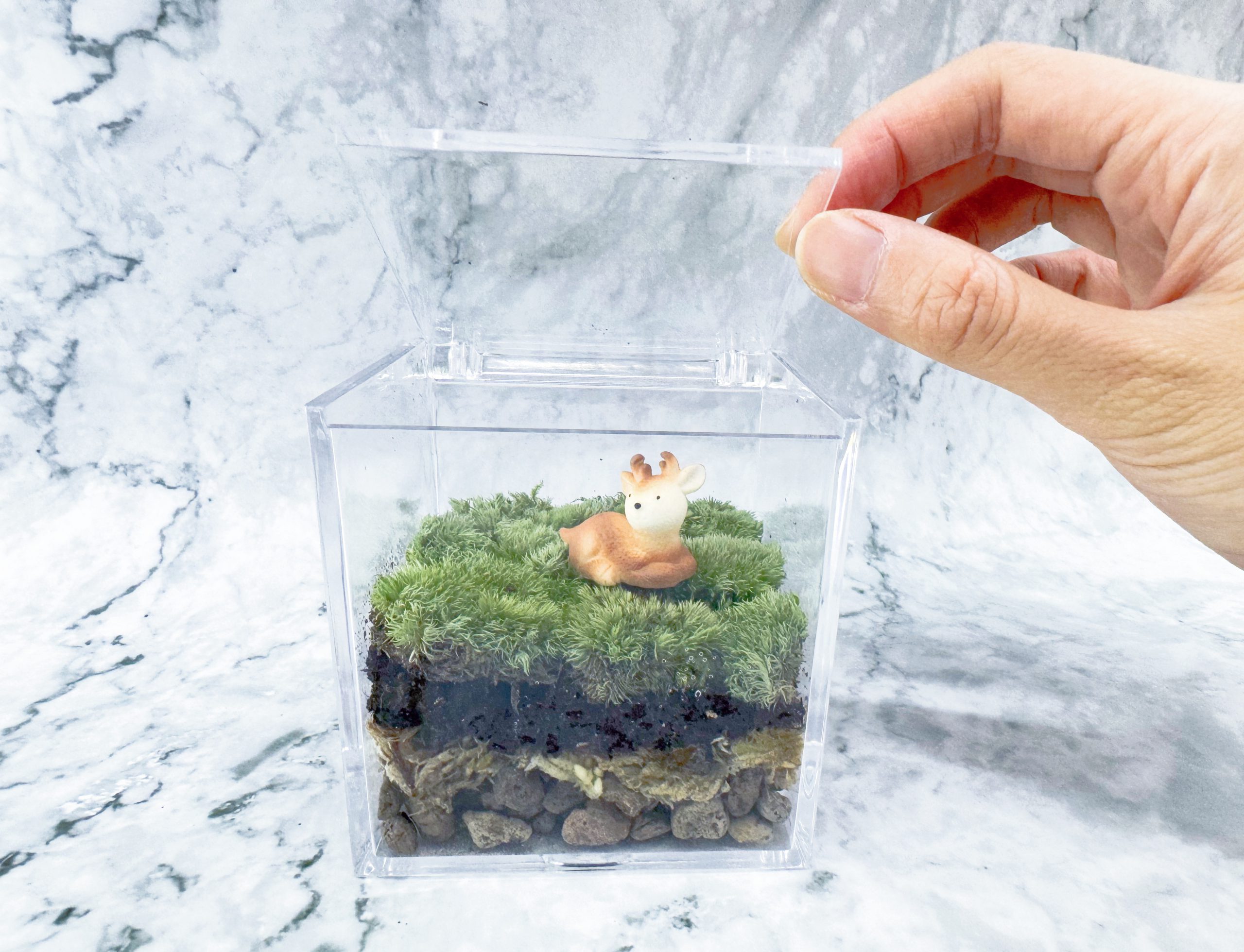 苔蘚生態盒 (細)工作坊