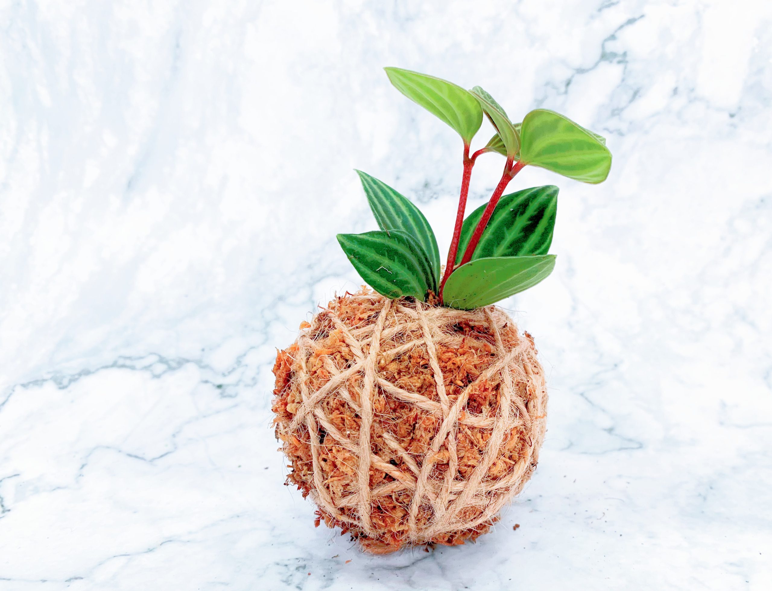苔玉盆景工作坊