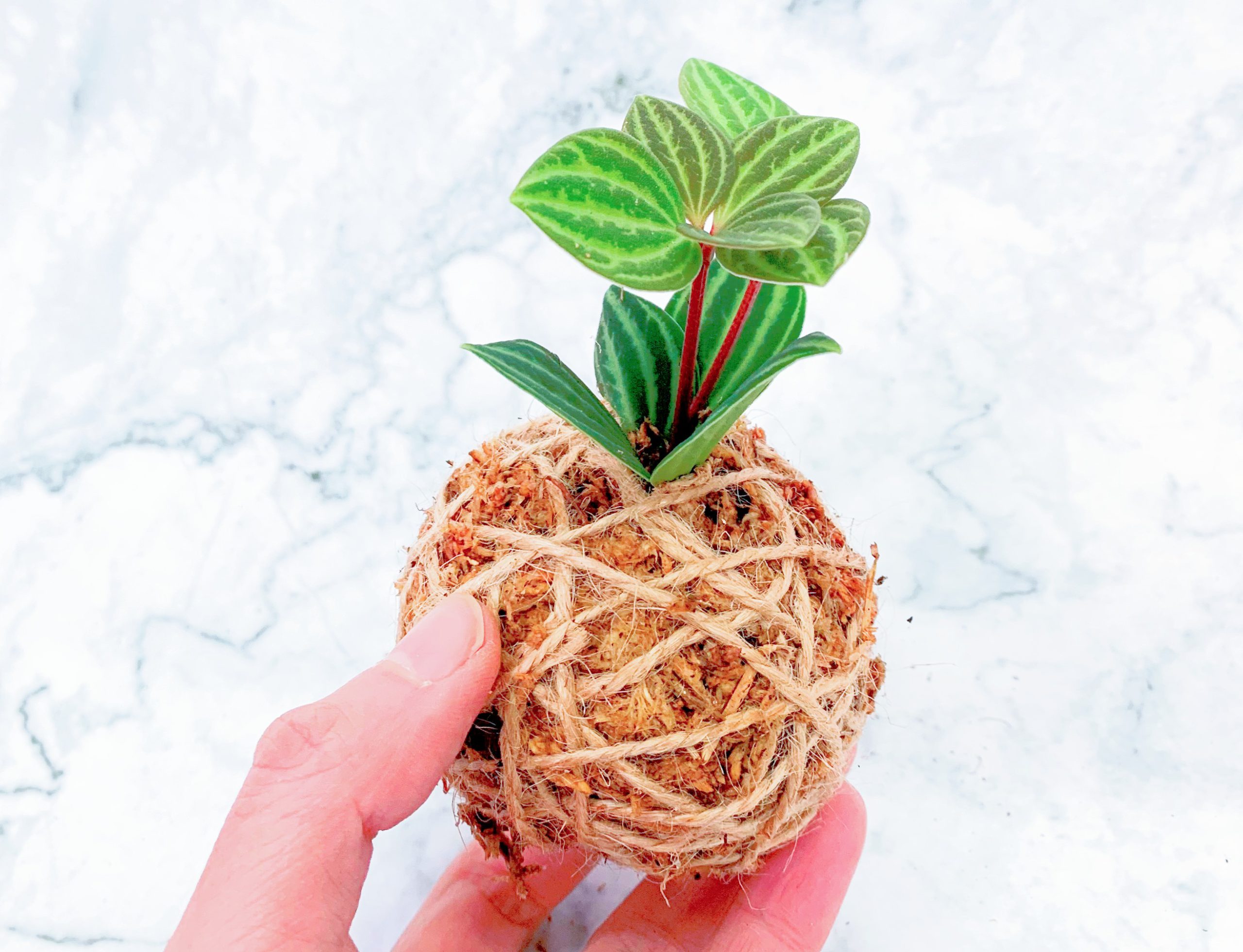 苔玉盆景工作坊