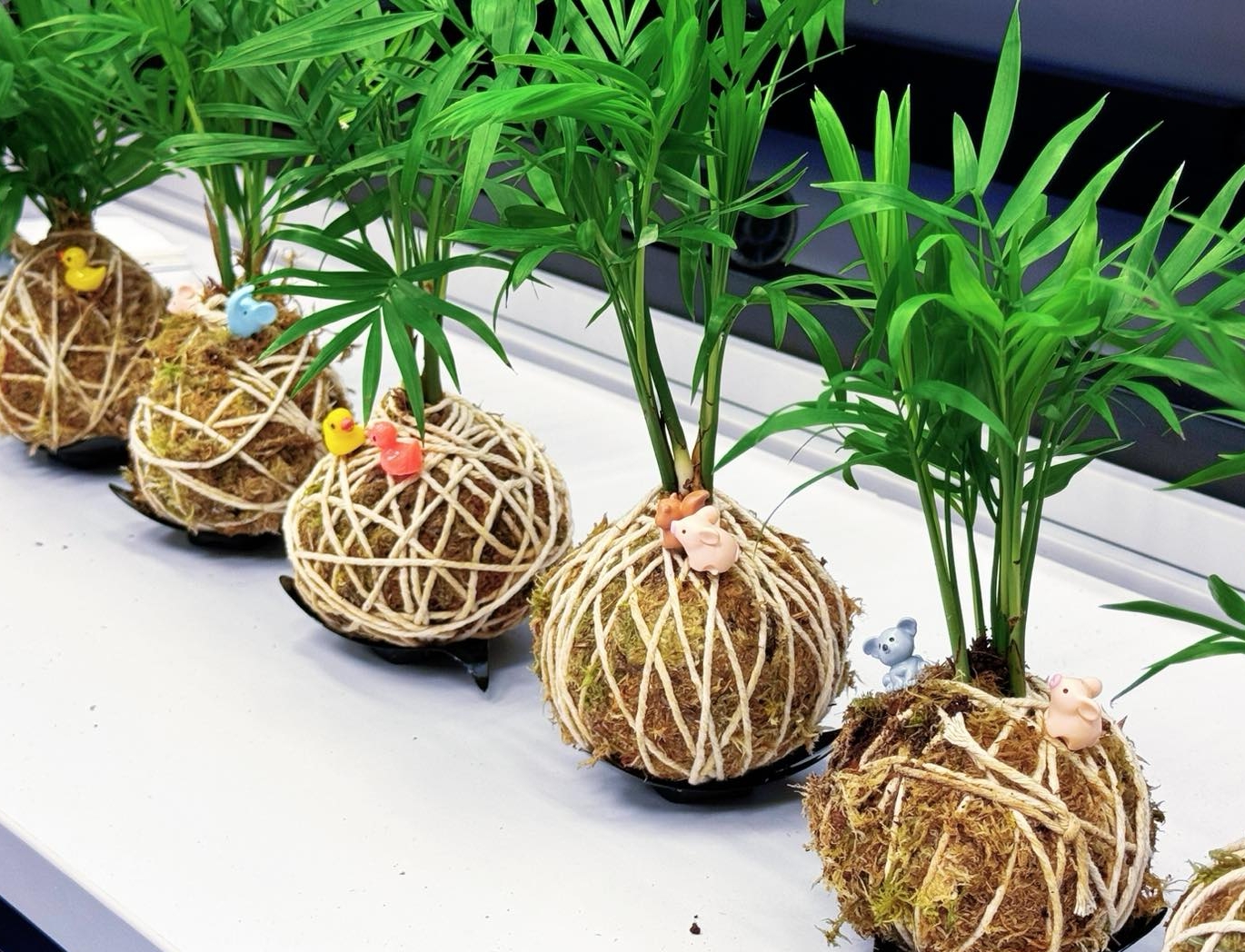 苔玉盆景工作坊