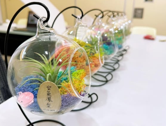 空氣鳳梨玻璃盆景工作坊